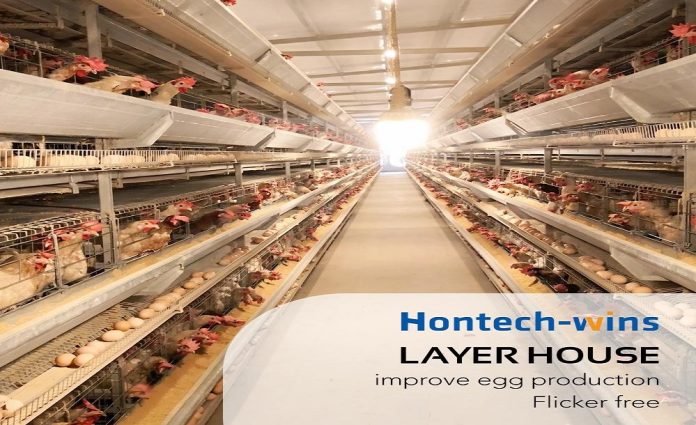 How Are LED Lights Beneficial For Your Laying Hens